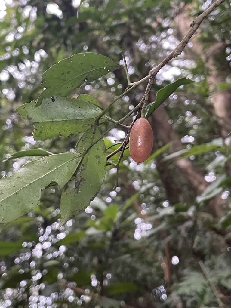 Glycosmis erythrocarpa