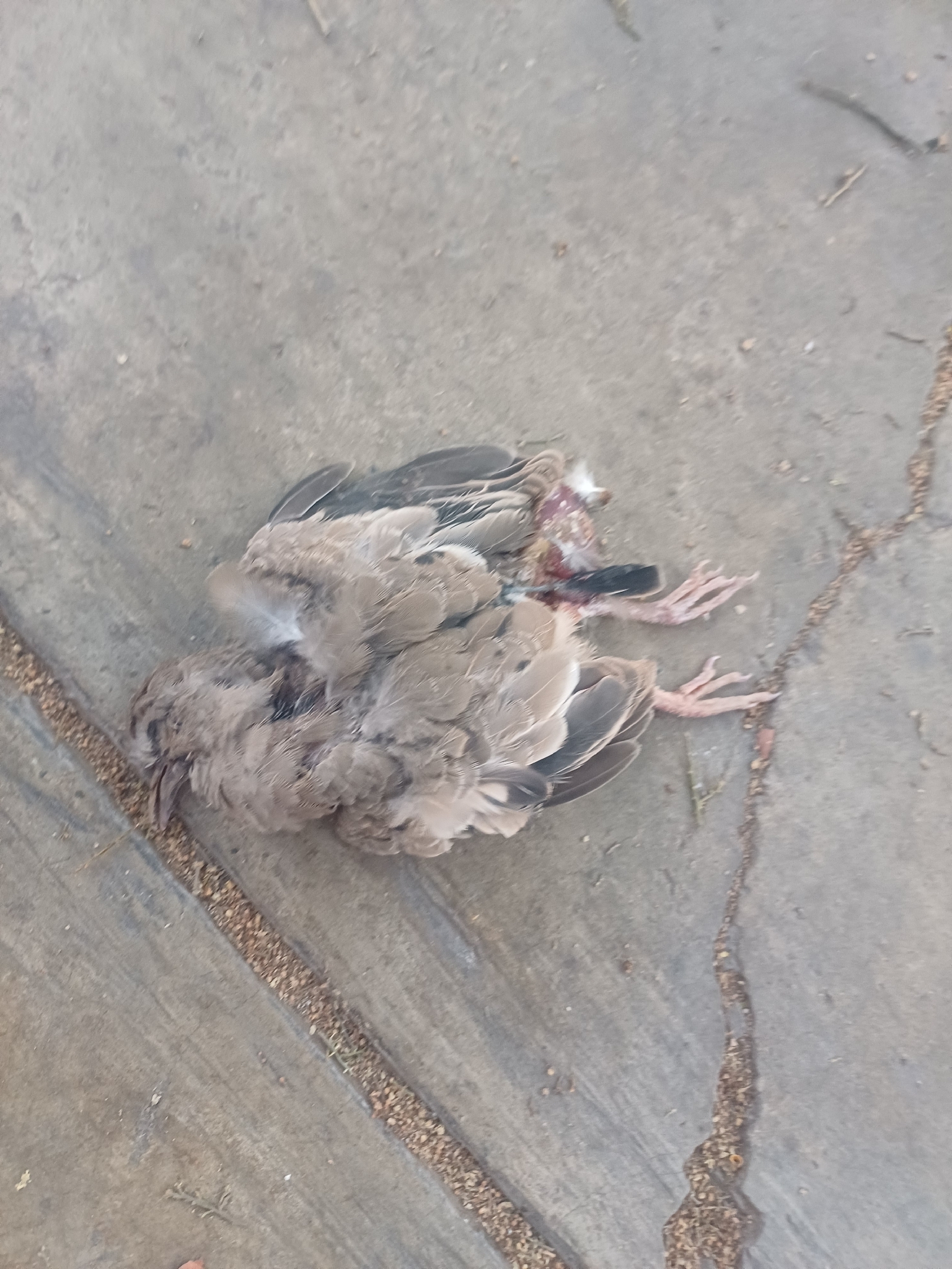 Croaking Ground Dove (Columbina cruziana), photo 8