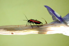 Dionconotus neglectus major