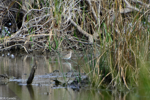 iNaturalist: (c) Miguel A. Casado, some rights reserved (CC BY-NC), uploaded by Miguel A. Casado iNaturalist image