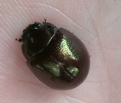 Chrysolinina