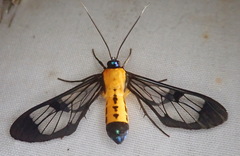 Sarosa notata