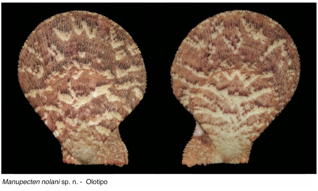 Manupecten nolani