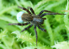 Alopecosa pulverulenta