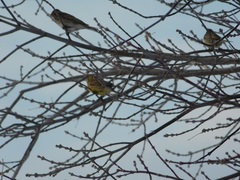 Emberiza leucocephalos