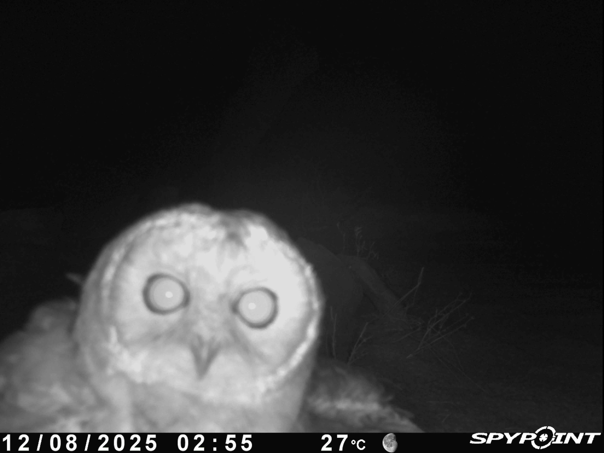 Desert Owl (Strix hadorami), photo 2