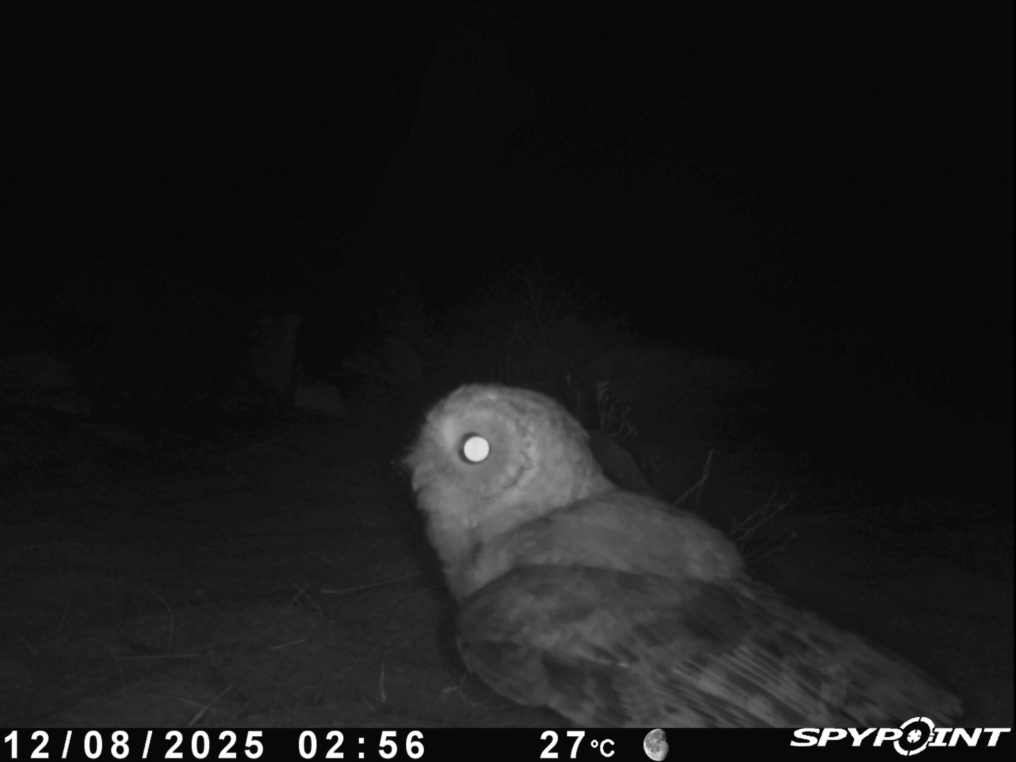 Desert Owl (Strix hadorami), photo 3