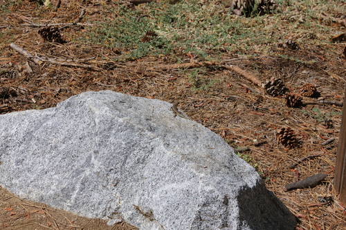 iNaturalist observation photo of Western Fence Lizard
