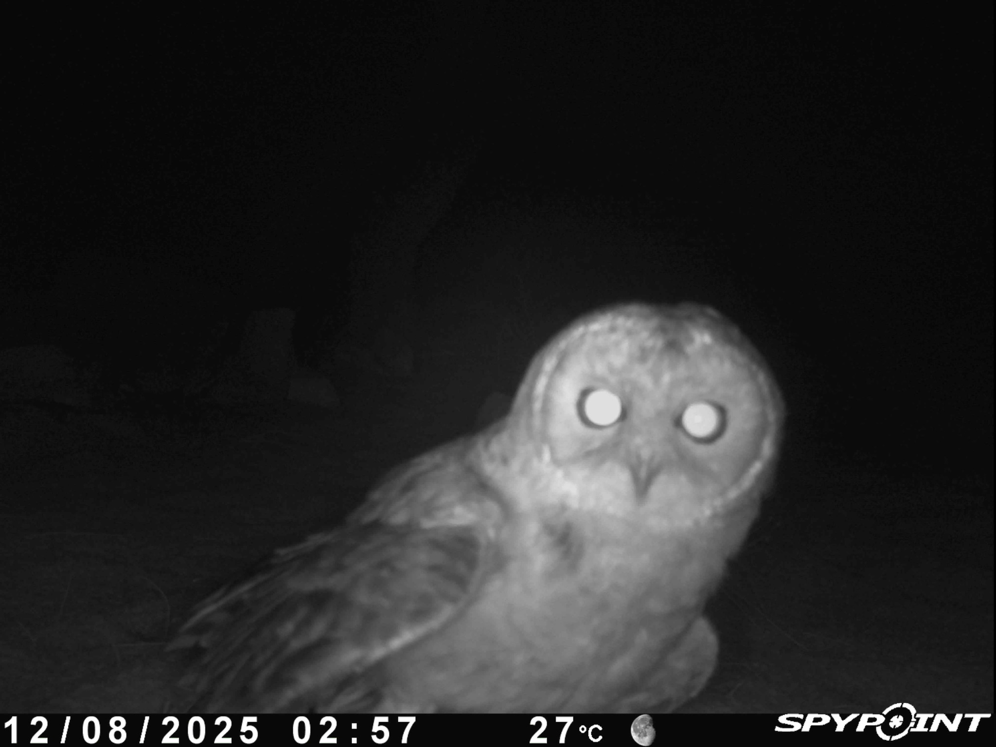 Desert Owl (Strix hadorami), photo 1