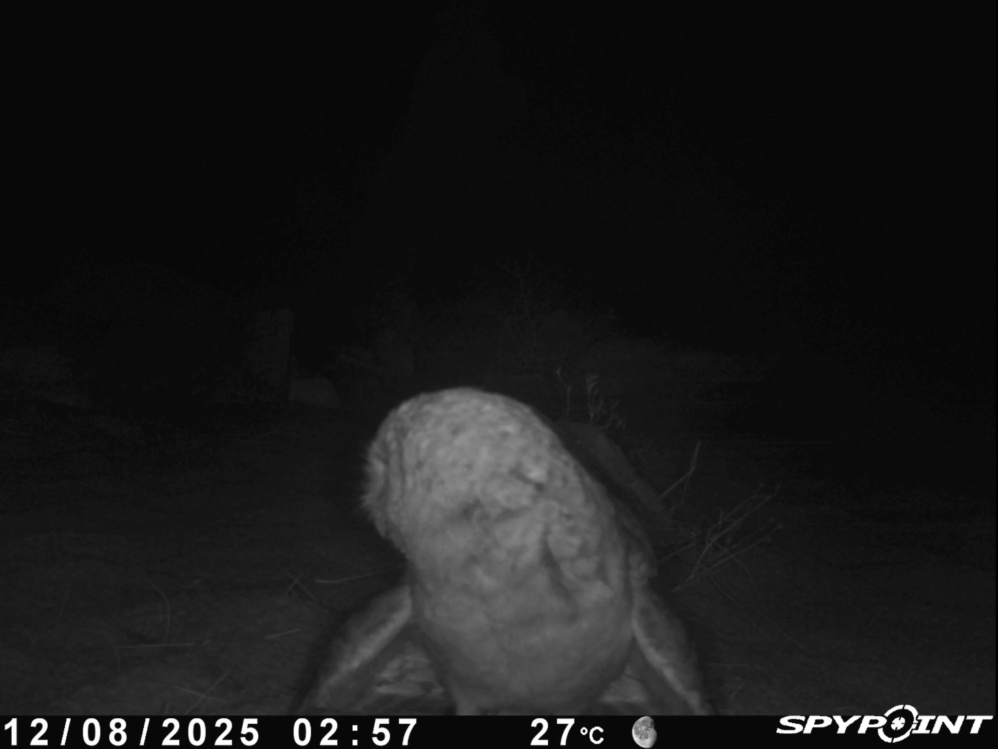 Desert Owl (Strix hadorami), photo 5