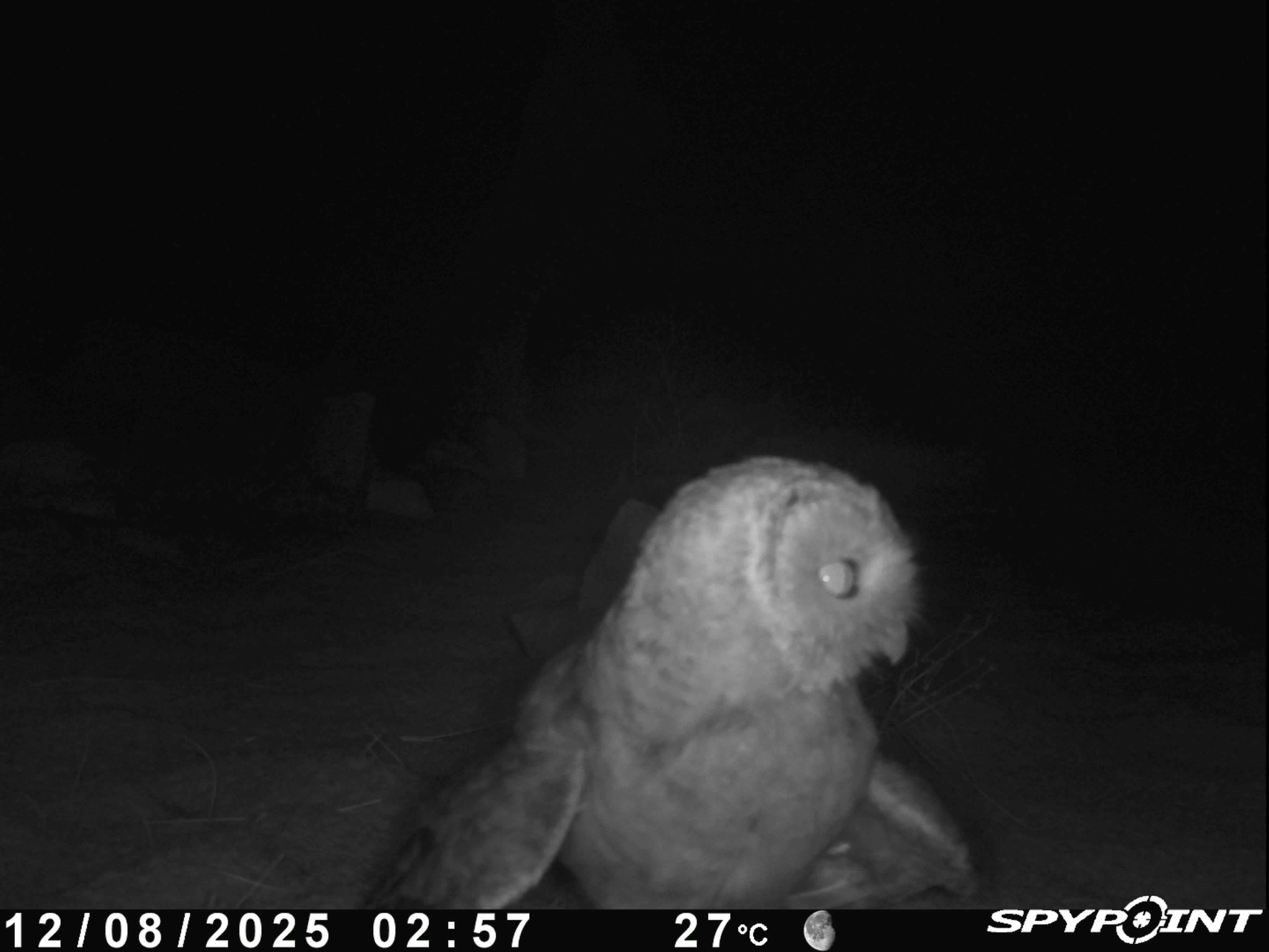 Desert Owl (Strix hadorami), photo 4
