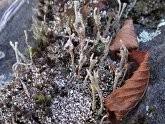 Cladonia subulata