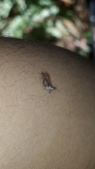 Cloeon smaeleni