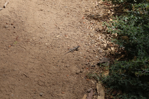 iNaturalist observation photo of Western Fence Lizard