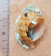 Galeodea echinophora