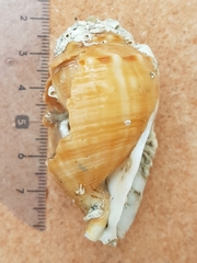 Galeodea echinophora