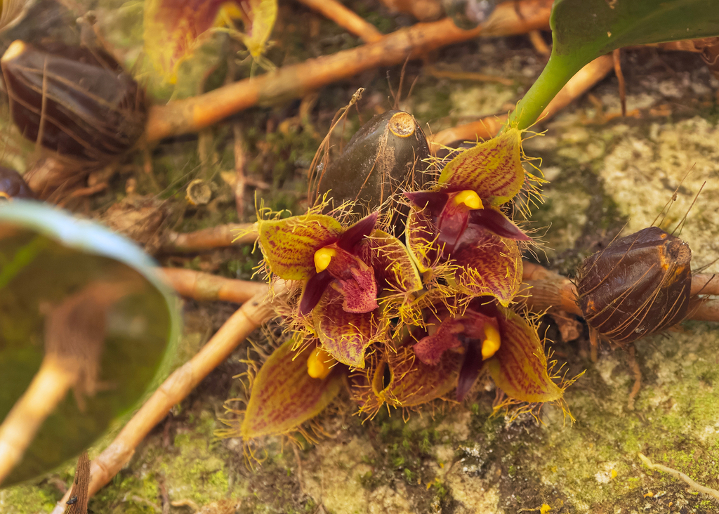 Bulbophyllum dayanum