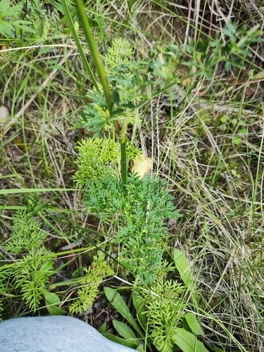 Cambridge Milk-parsley (Selinum carvifolia)