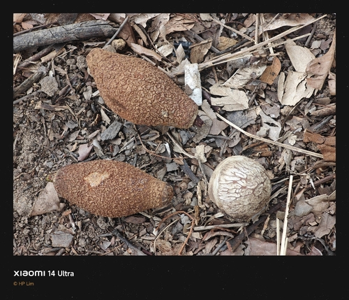 Pangium edule observed 2026-01-28