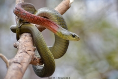 Rhabdophis