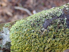 Xanthoriicola physciae