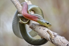 Rhabdophis