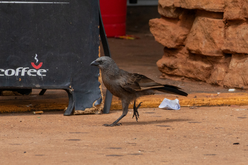 Apostlebird