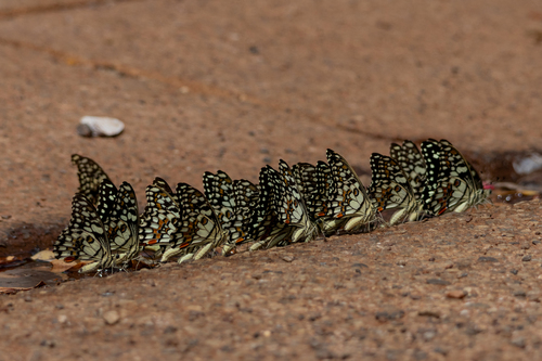 Lime Swallowtail