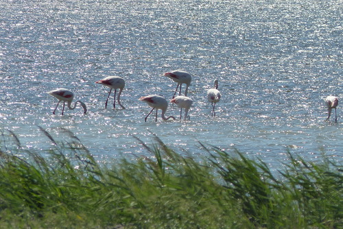 iNaturalist: (c) angela_husfeld, some rights reserved (CC BY-NC) iNaturalist image