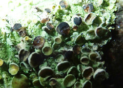 Xanthoriicola physciae