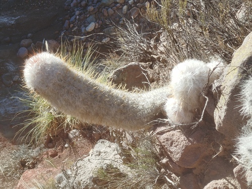 Old Man of the Andes (Oreocereus trollii)