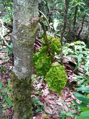 Colea