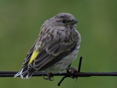 Crithagra atrogularis