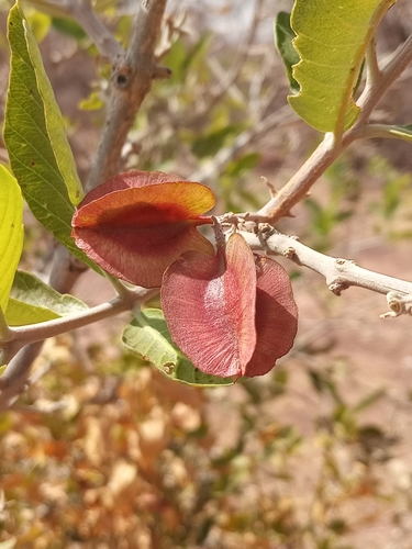 Combretum glutinosum