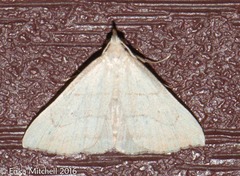 Macrochilo litophora