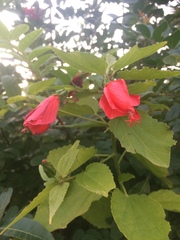 Malvaviscus penduliflorus