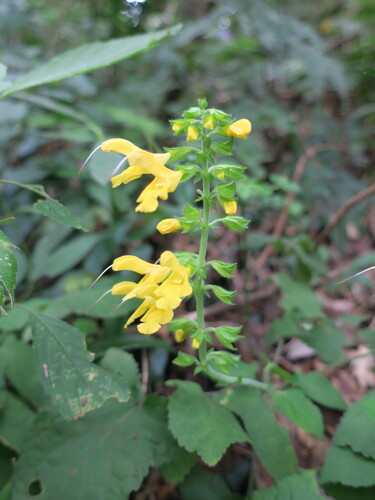 Salvia nipponica iNat (1)