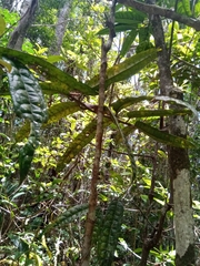Colea
