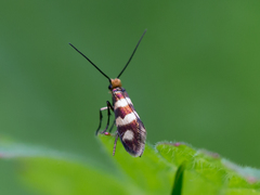 Micropterix aureatella