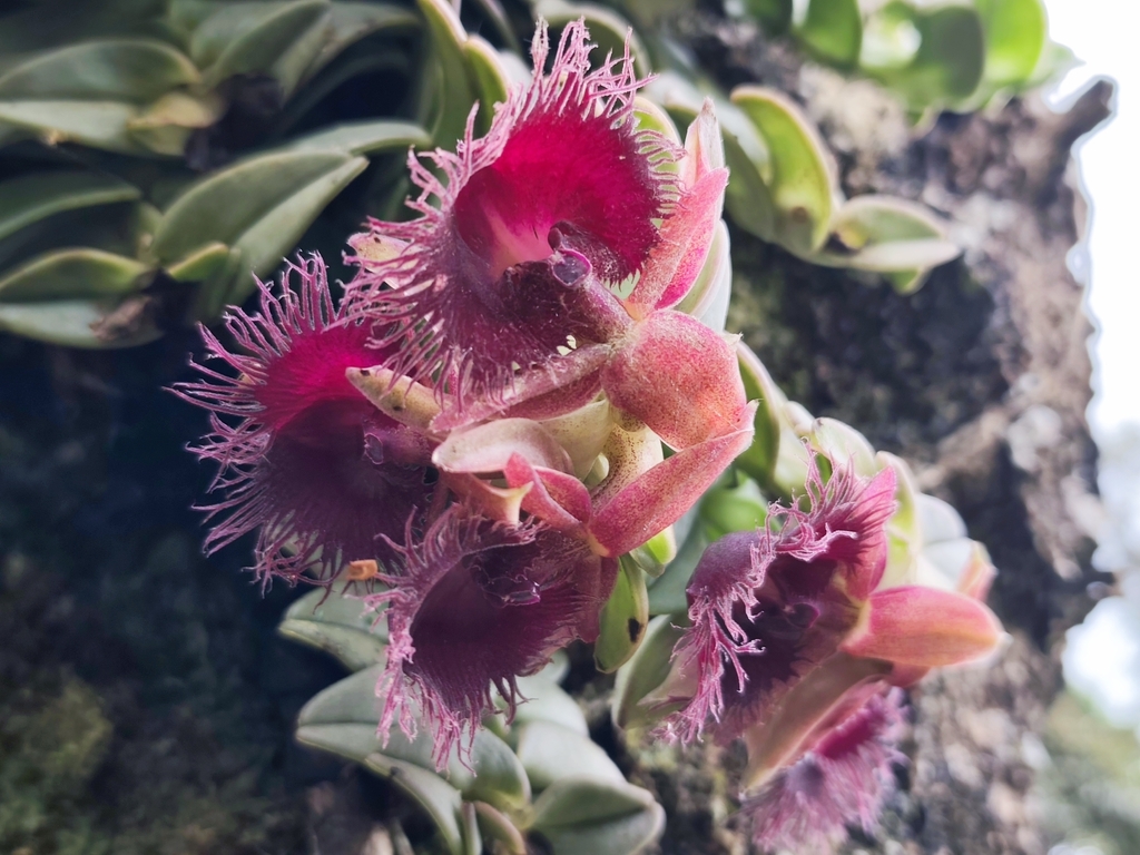 Epidendrum medusae (Rchb.f.) Cogn. 3