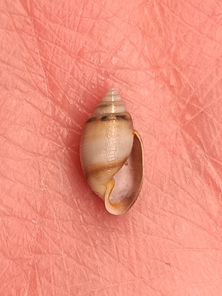 Acteon sieboldii