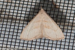 Macrochilo litophora