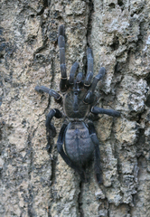 Cyriopagopus longipes