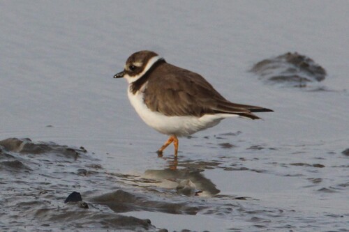 iNaturalist: (c) Luke Smith, some rights reserved (CC BY-NC), uploaded by Luke Smith iNaturalist image