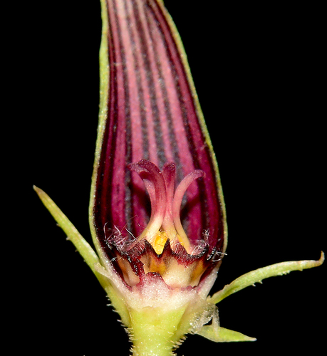 Ceropegia attenuata