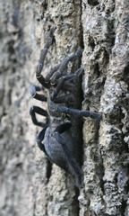 Cyriopagopus longipes