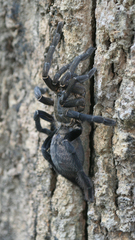 Cyriopagopus longipes
