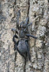 Cyriopagopus longipes