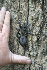Cyriopagopus longipes