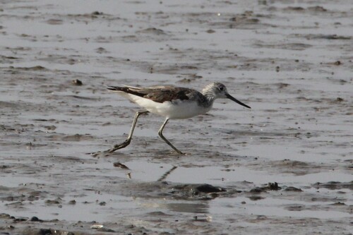 iNaturalist: (c) Luke Smith, some rights reserved (CC BY-NC), uploaded by Luke Smith iNaturalist image